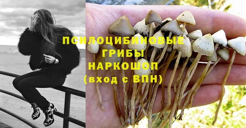 Псилоцибиновые грибы Magic Shrooms  блэк спрут маркетплейс  Луга 